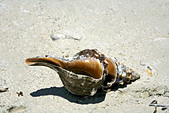 Shell on beach, Holbox island, Quintana Roo, Yucat�n Peninsula, Mexico,
